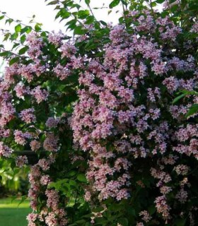 Кольквіція [1-річний в контейнері р9, висадка з касет 4.07.25р]