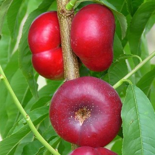 koncettina_0-500x500