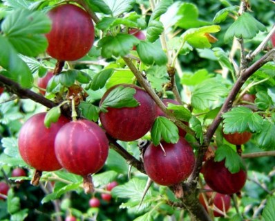 krizhovnik-obiknovenniy-hinnonmaki-94DAB