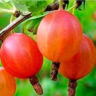 Крыжовник Тясмин