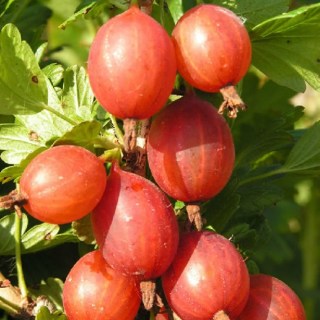 kryzhovnik_masheka_zakrytyy_koren-46251398324966