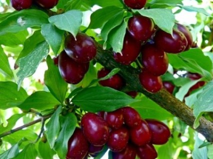 Кизил Семен [5-річний в контейнері]