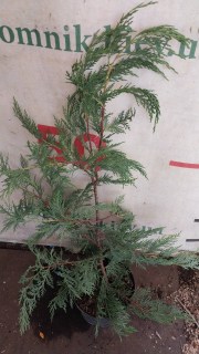 Реальні фото саджанця Купрессоципарис 60см, контейнер С3