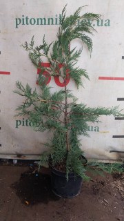 Реальні фото саджанця Купрессоципарис 60см, контейнер С3