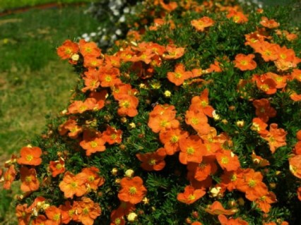 Перстач (лапчатка) чагарниковий Хоплейс Оранж (Hopleys Orange)