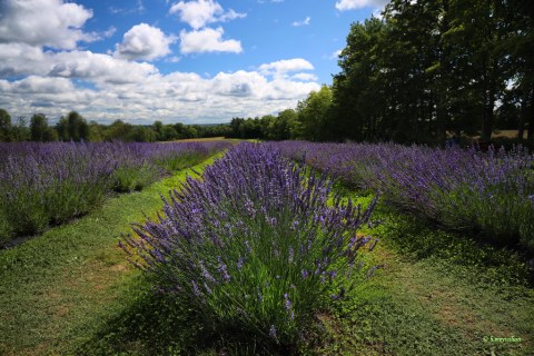 Лаванда промежуточная (лавандин) Grosso