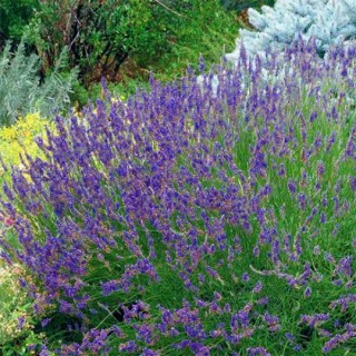 lavanda-grosso-04