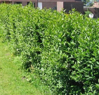 Бирючина обыкновенная (Ligustrum vulgare)