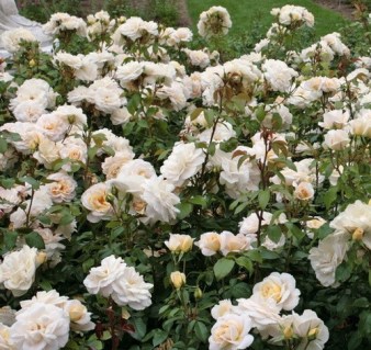Роза флорибунда Лайонз роуз (Lions Rose)