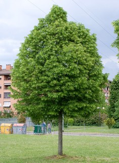 Липа мелколистая (серцелистая, обычная, Tilia cordata) [2-летняя открытая корневая система]