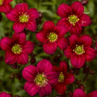 lomikamin-arendsa-khajlender-chervonij-01