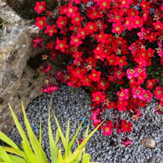 lomikamin-arendsa-khajlender-chervonij-02