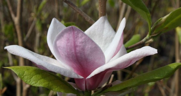 mag.-soul.-picture-1-14091822