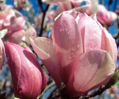 magnolia-Andre-Leroy-03