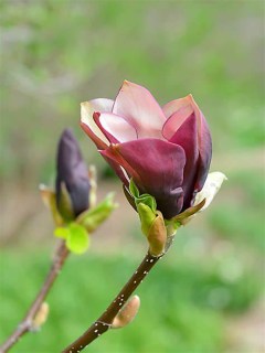 Магнолия Блек-Бьюти