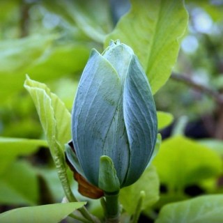 Магнолия Блю Бейби (Magnolia acuminata Blue Baby)