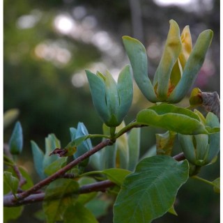 magnolia-blue-opal-03