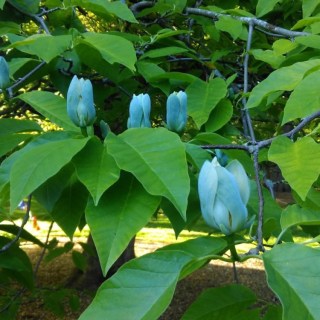Магнолія Блю Опал (Blue Opal)