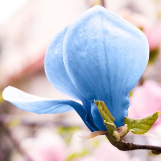 Магнолія Блю Опал (Blue Opal)