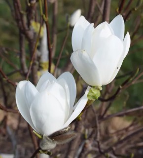 magnolia-joli-pompom-02