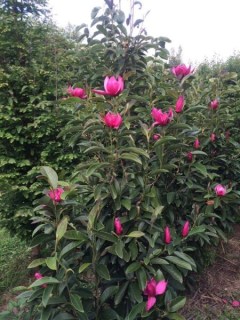 magnolia-pink-pyramid-03