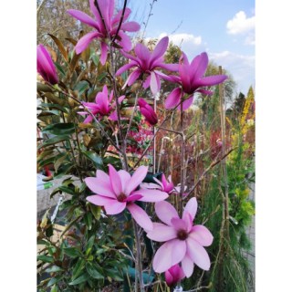 magnolia-purple-star-04