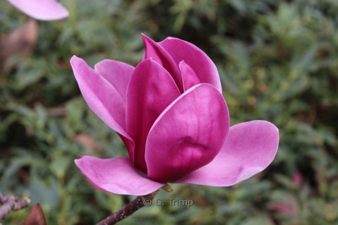 Магнолія Шираз (Shirazz)