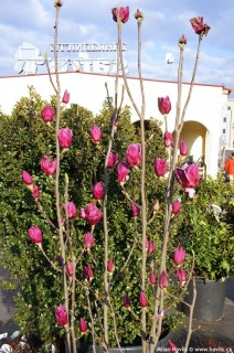 Магнолія Ширазз