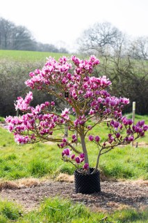 Магнолія Шірас