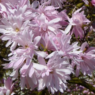 magnolia-stellata-rosea-01