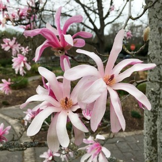 Магнолия звездная Розеа (Magnolia stellata Rosea)