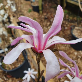 magnolia-stellata-rosea-03