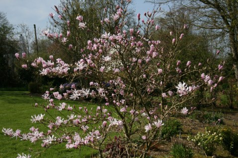 magnolia-stellata-rosea-04
