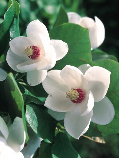 magnolia_sieboldii_02
