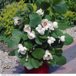 magnolia_sieboldii_03