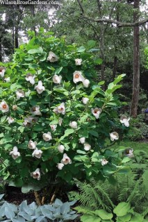 magnolia_sieboldii_05