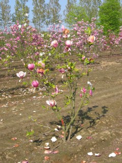 magnolia_soulangeana_lennei-01