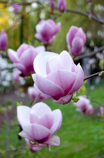 magnolia_soulangeana_lennei-02