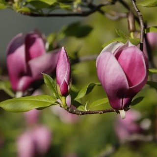 Магнолія Суланжа Вайнлайт (Winelight)