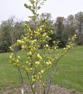 magnoliya-bruklinskaya-yellow-bird-3-532x600