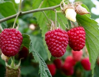 malina-glen-ample_700_550_5_80