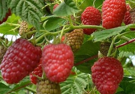 Малина Ляшка (Лячка) 