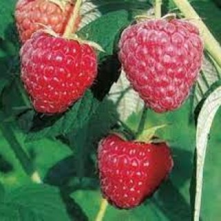 Малина Полісся (Polesie)