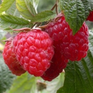 malina-ziugananovinka-500x500