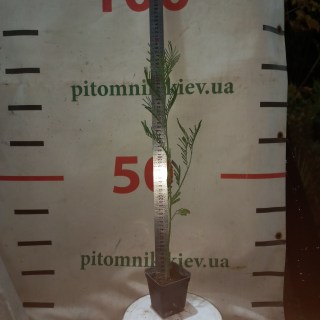 Реальні фото саджанців мімози