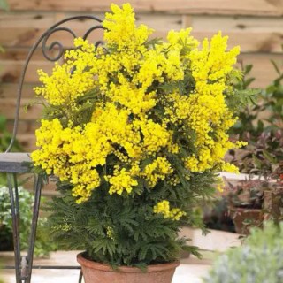 Мімоза (акація срібляста) Acacia dealbata