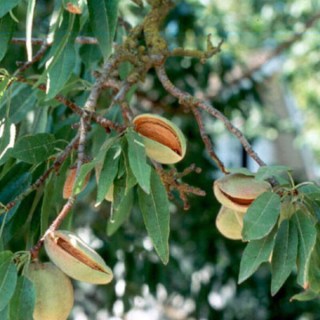 mindal-privityj-nikitsk-02