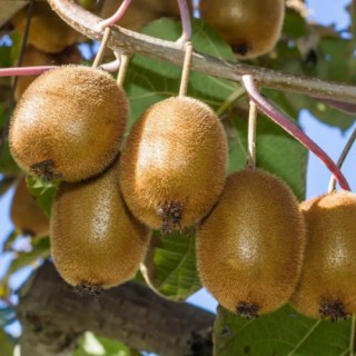 Ківі Монті (kiwi monty) сіянець