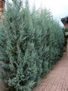 mozhzhevelnik_skalnyy_munglou_1