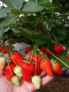 murano-1-e1521391790675